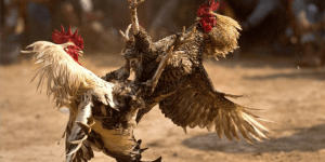 Gamechicken Corona888 Directly Fighting the Most Prestigious Rooster4